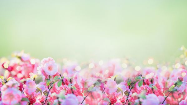 background gambar bunga