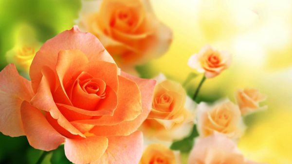 gambar background bunga mawar