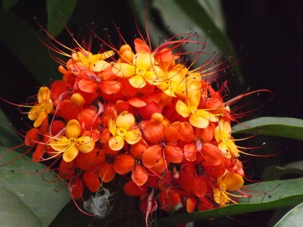 gambar bunga asoka