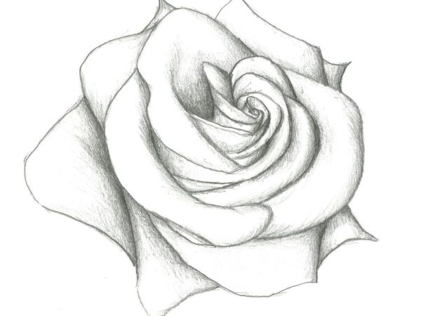 gambar bunga mawar dengan pensil
