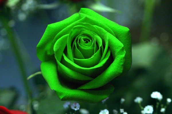 gambar bunga mawar hijau