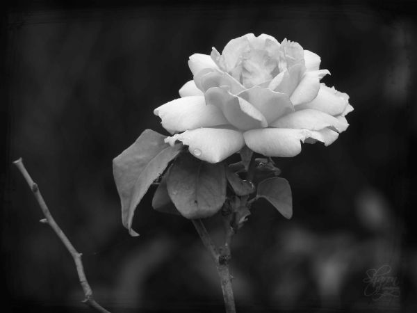 gambar bunga mawar hitam putih