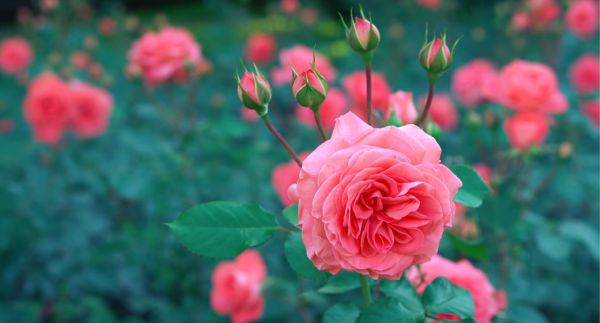 gambar bunga mawar yg indah