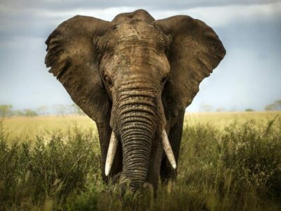 gambar gajah 1