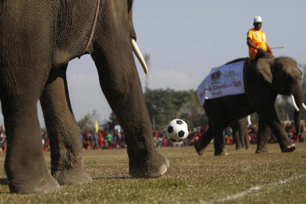 gambar gajah main bola