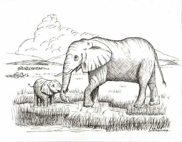 gambar gajah sketsa
