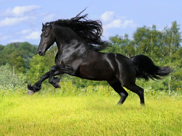 gambar hewan kuda