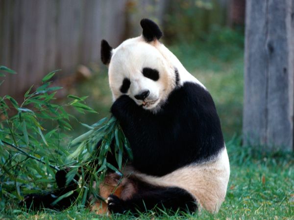 gambar hewan panda