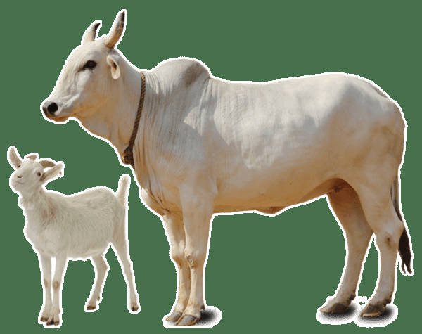 gambar kambing dan sapi