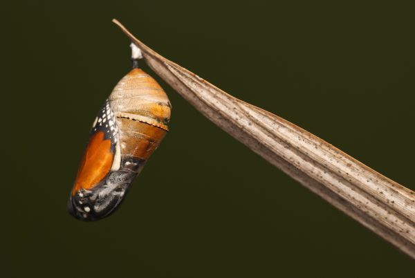 gambar kepompong kupu kupu