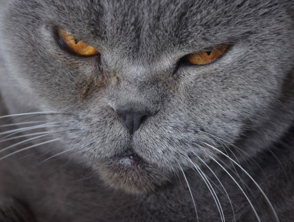 gambar kucing marah