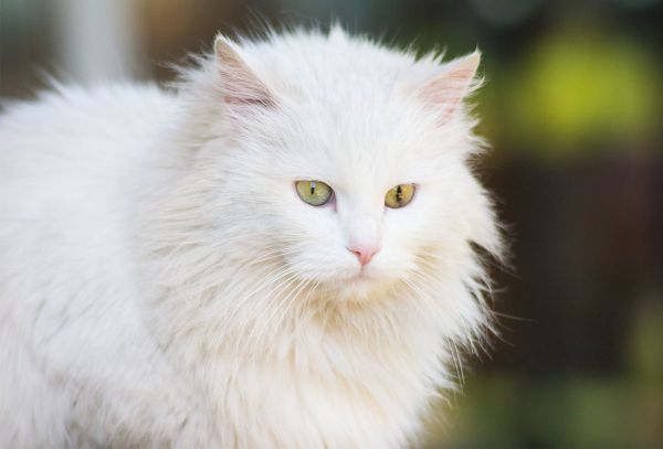 gambar kucing putih