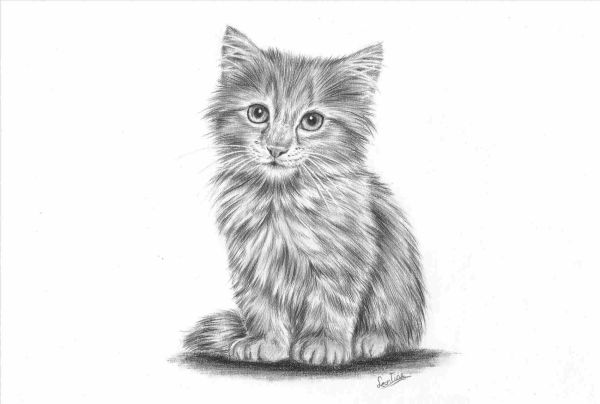 gambar kucing sketsa