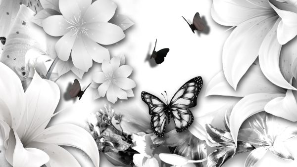 gambar kupu kupu hitam putih