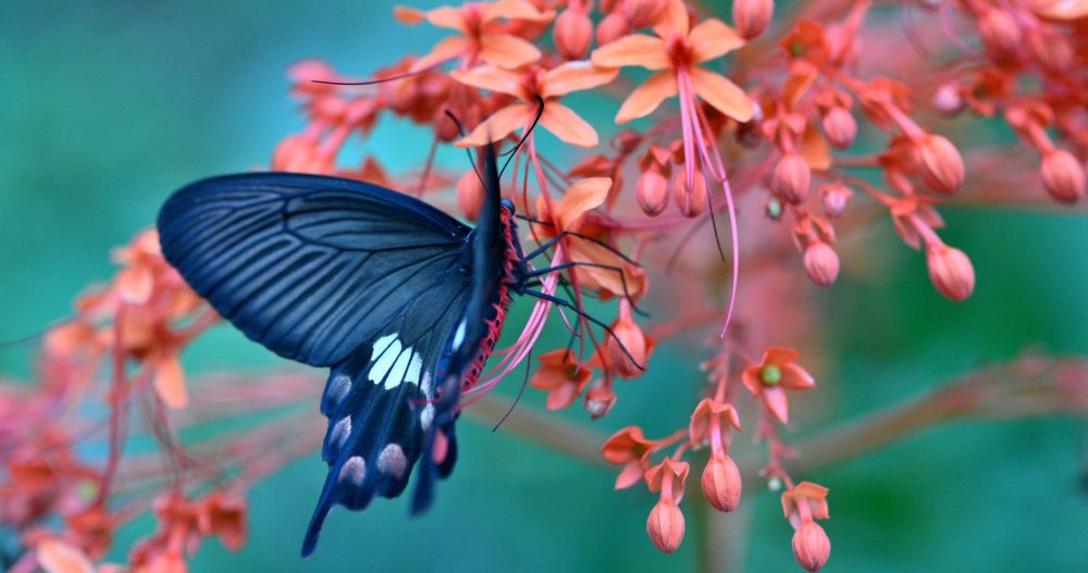 gambar kupu kupu yang indah 1