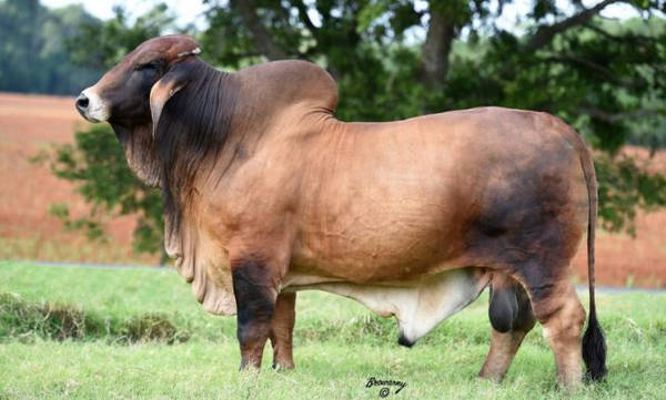 gambar sapi besar