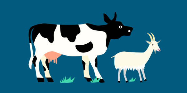 gambar sapi dan kambing