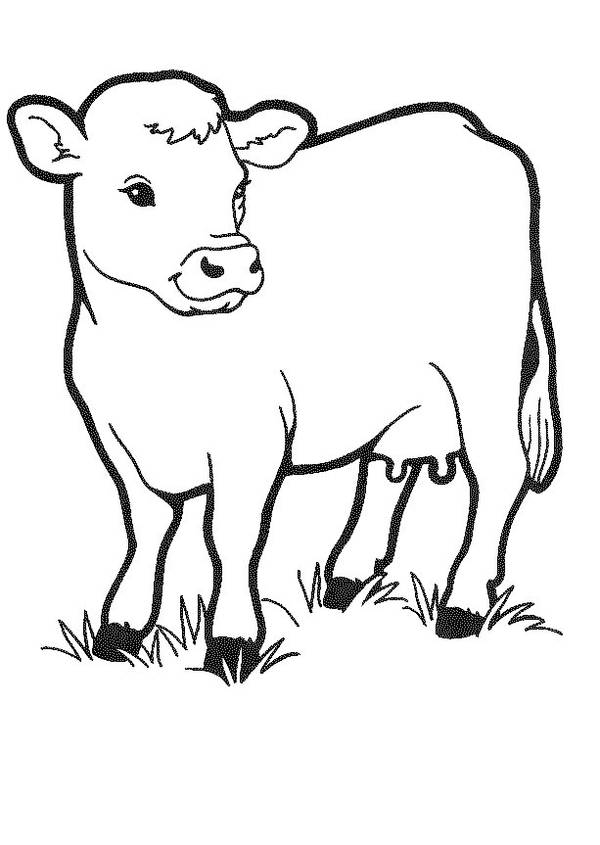 gambar sapi hitam putih