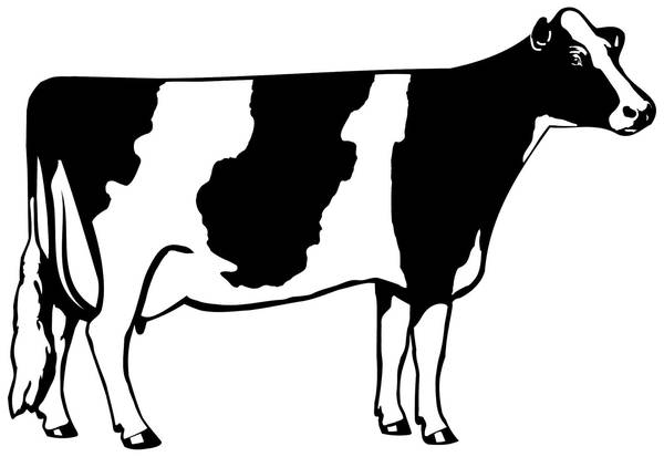 gambar sapi kartun hitam putih