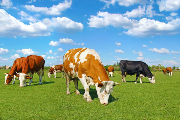 gambar sapi makan rumput