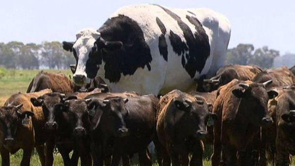 gambar sapi terbesar di dunia