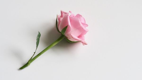 gambar setangkai bunga mawar