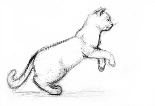 gambar sketsa kucing