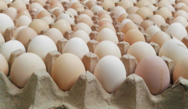 gambar telur ayam