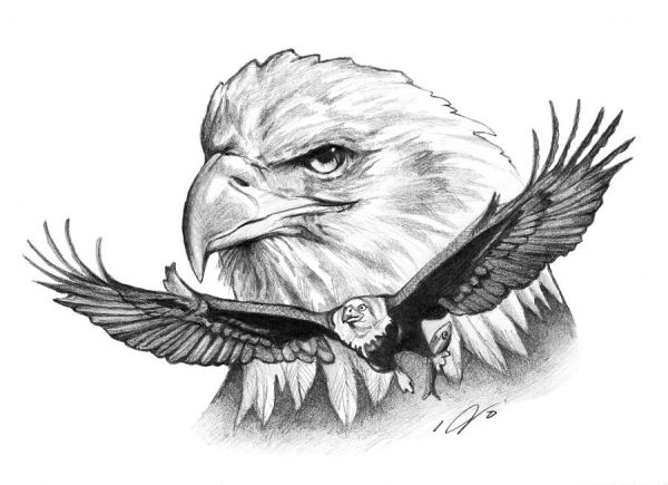 sketsa gambar burung