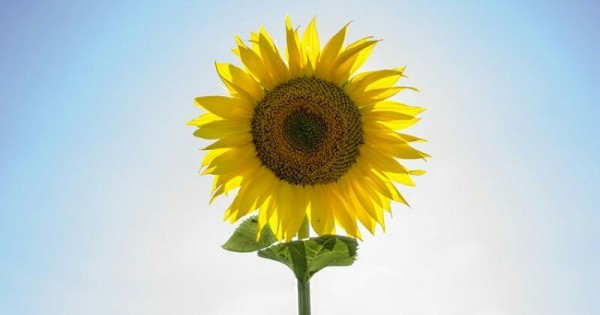download gambar bunga matahari