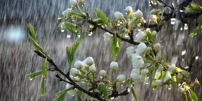 gambar air hujan pada bunga