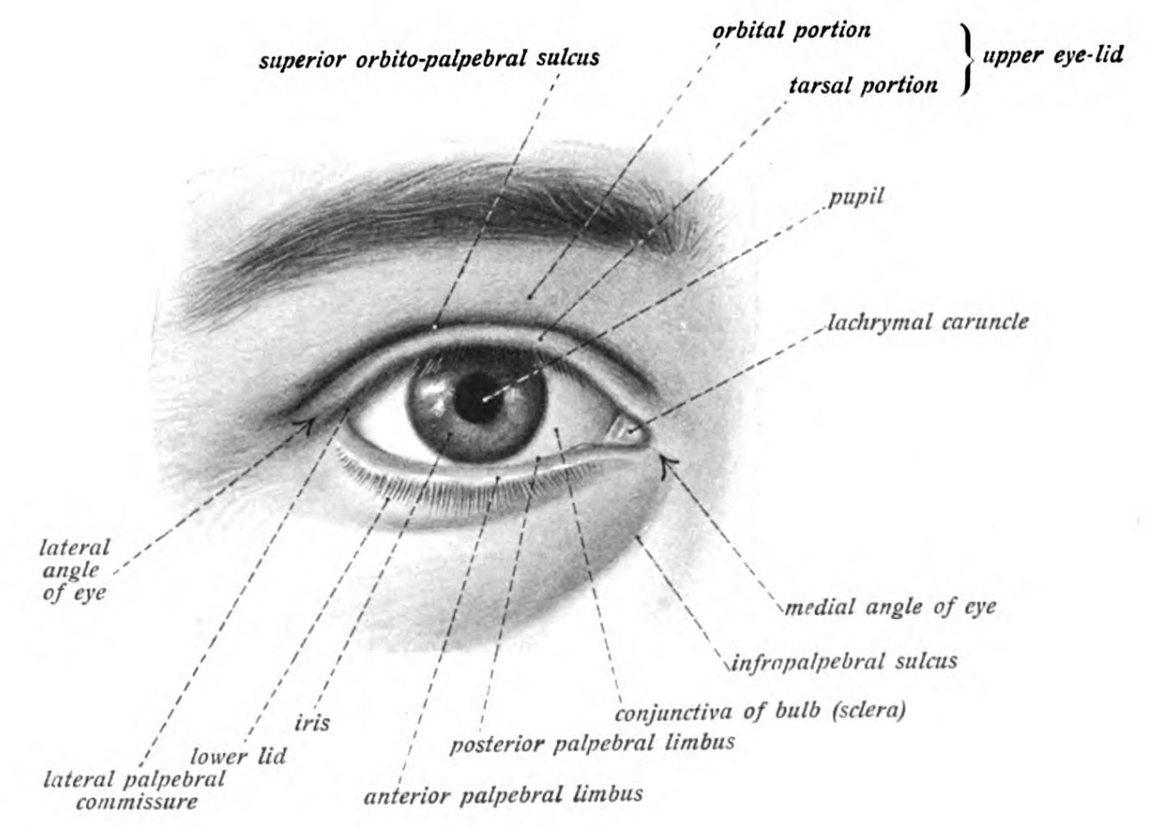 gambar bagian mata dan fungsinya