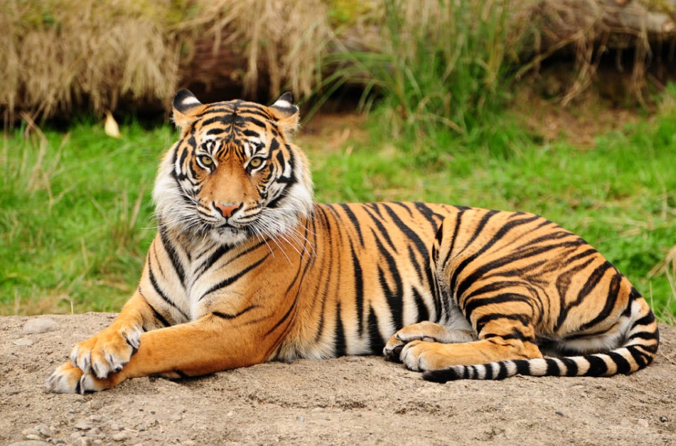 gambar binatang harimau 1