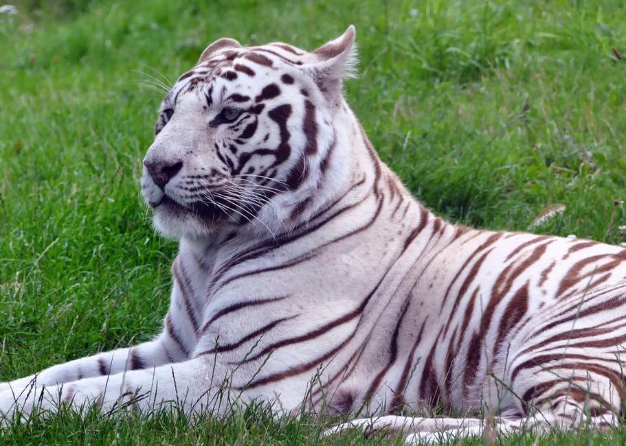 gambar binatang harimau putih