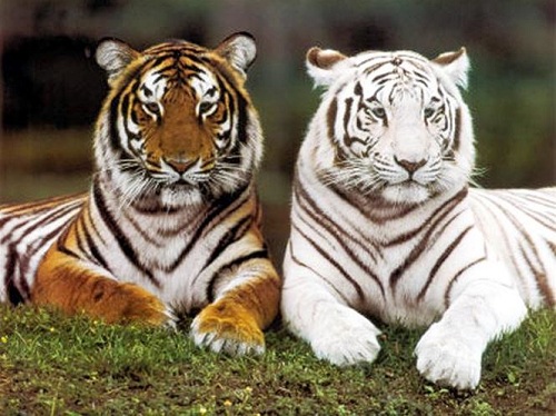 gambar binatang harimau