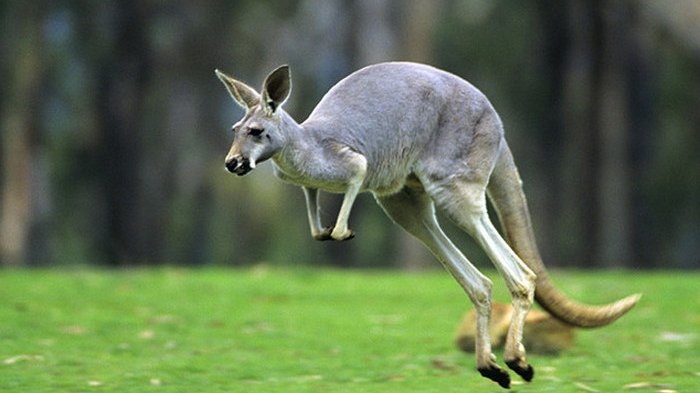 gambar binatang kangguru lompat