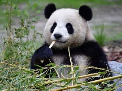 gambar binatang panda