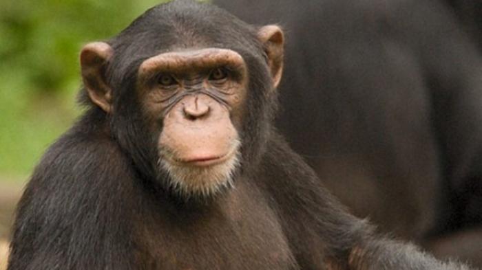 gambar binatang simpanse