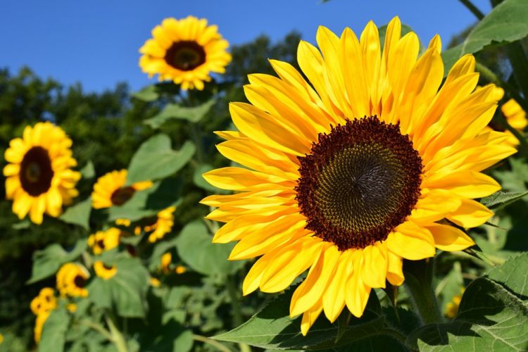 gambar bunga matahari kartun