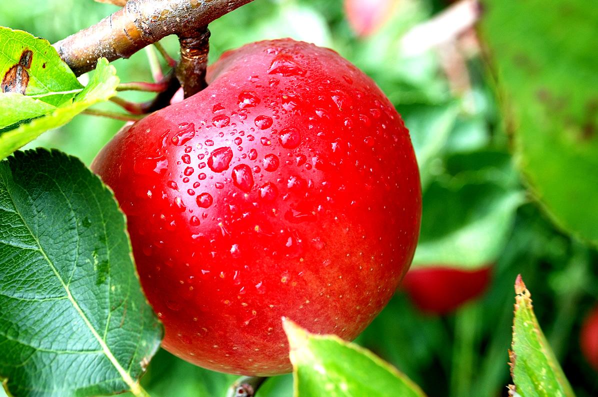 gambar cuka sari apel