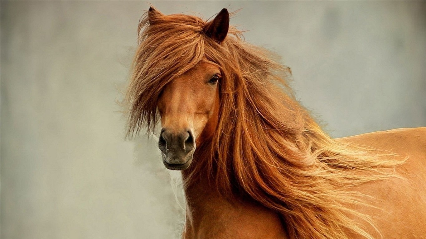 gambar gambar kuda