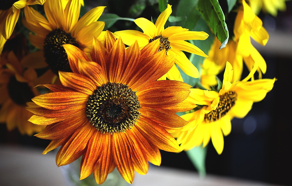 gambar kelopak bunga matahari
