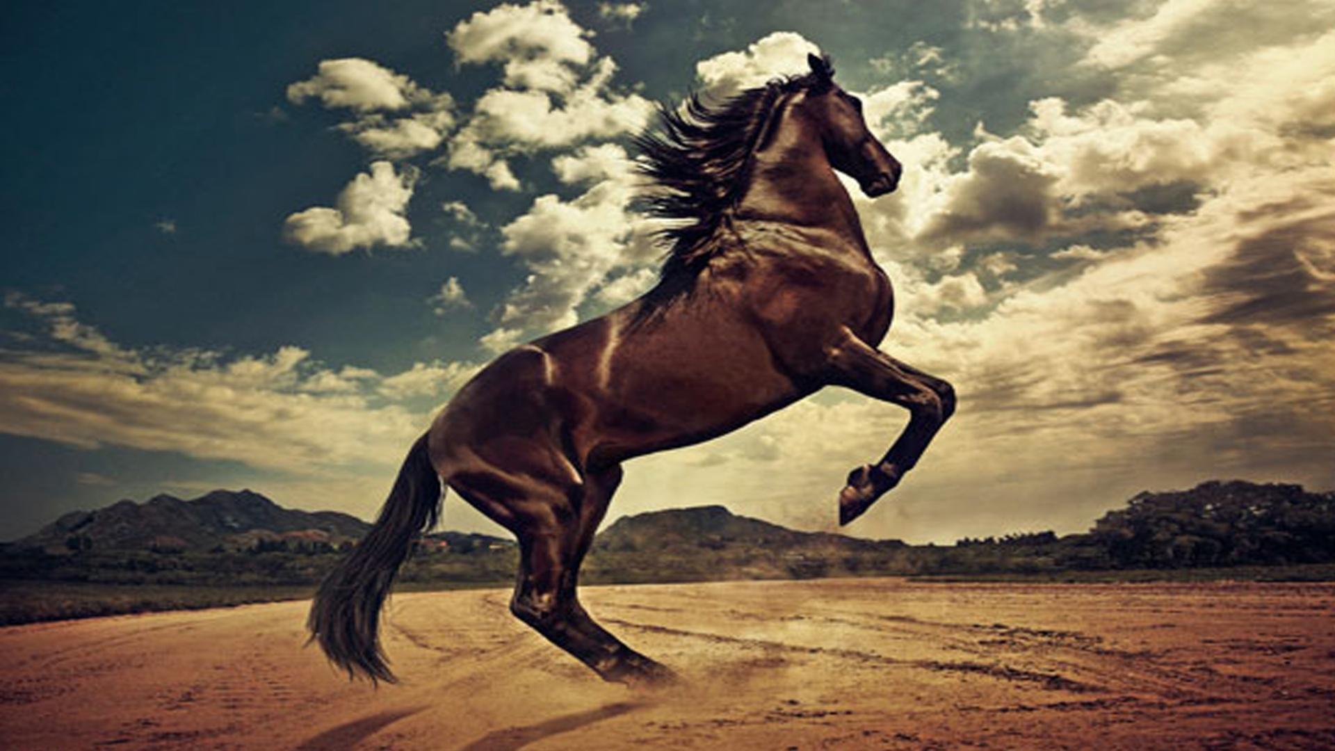 gambar kuda poni asli