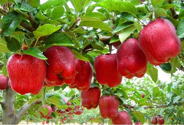 gambar pohon apel merah