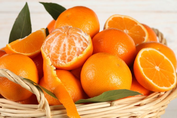 gambar pohon jeruk