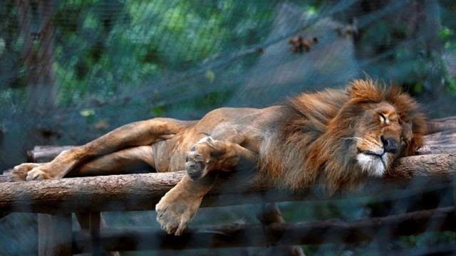 gambar singa tidur