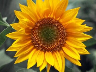 gambar tanaman bunga matahari