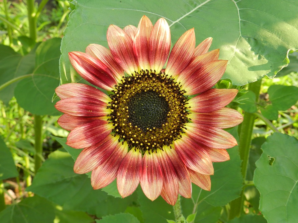 gambar tumbuhan bunga matahari
