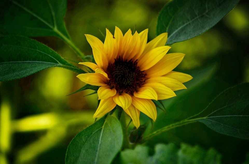 koleksi gambar bunga matahari
