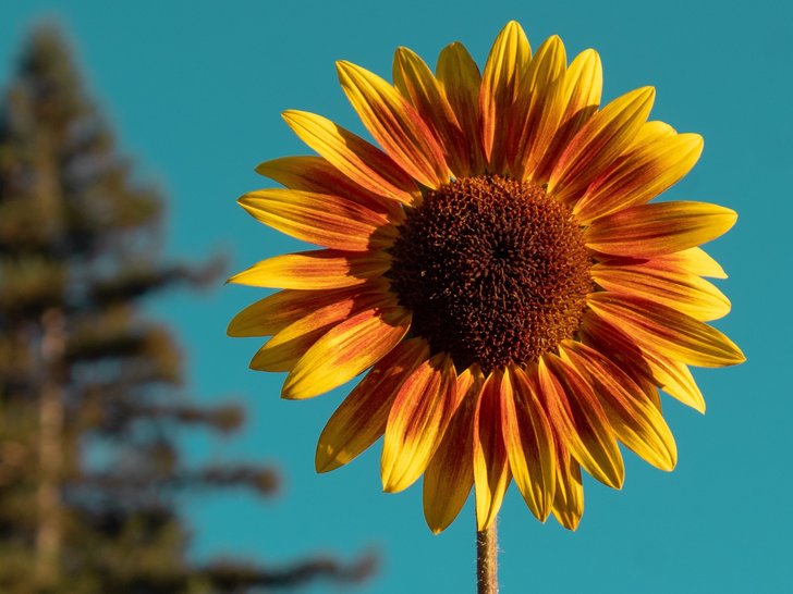 mewarnai gambar bunga matahari